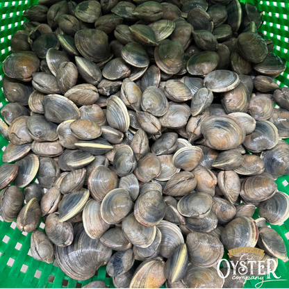 CAROLINA GOLD CLAMS (SHIPPED ONLY)