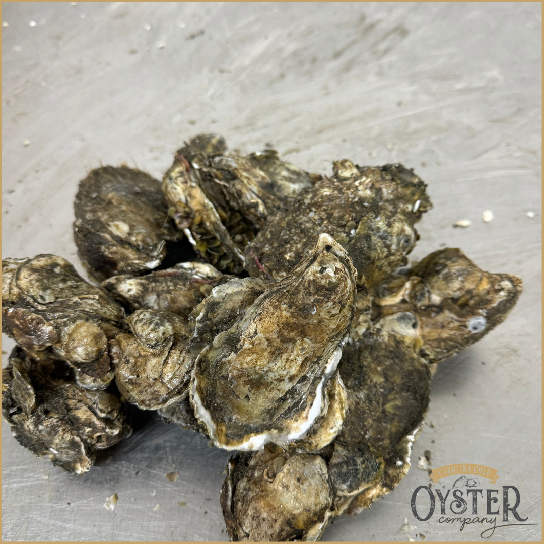 BUSHEL OF CAROLINA GOLD OYSTERS! (LOCAL PICKUP ONLY) SHIPPING NOT AVAILABLE