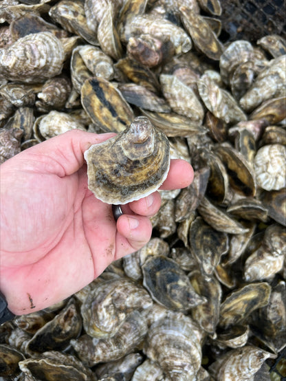 VARIETY PACK OYSTERS (SHIPPED ONLY)