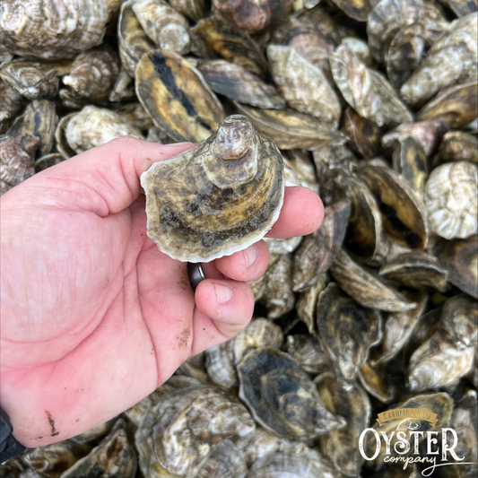 FOOLS GOLD OYSTERS (SHIPPED ONLY)