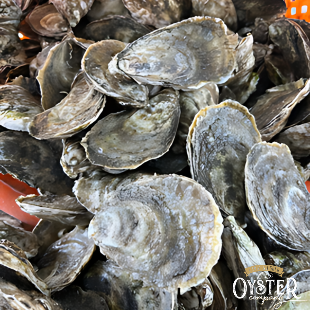 CAROLINA GOLD BAR XL OYSTERS (SHIPPED ONLY)